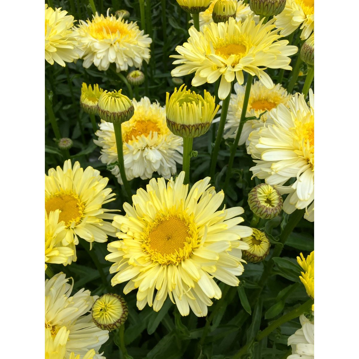Leucanthemum Real Charmer - Large Plant