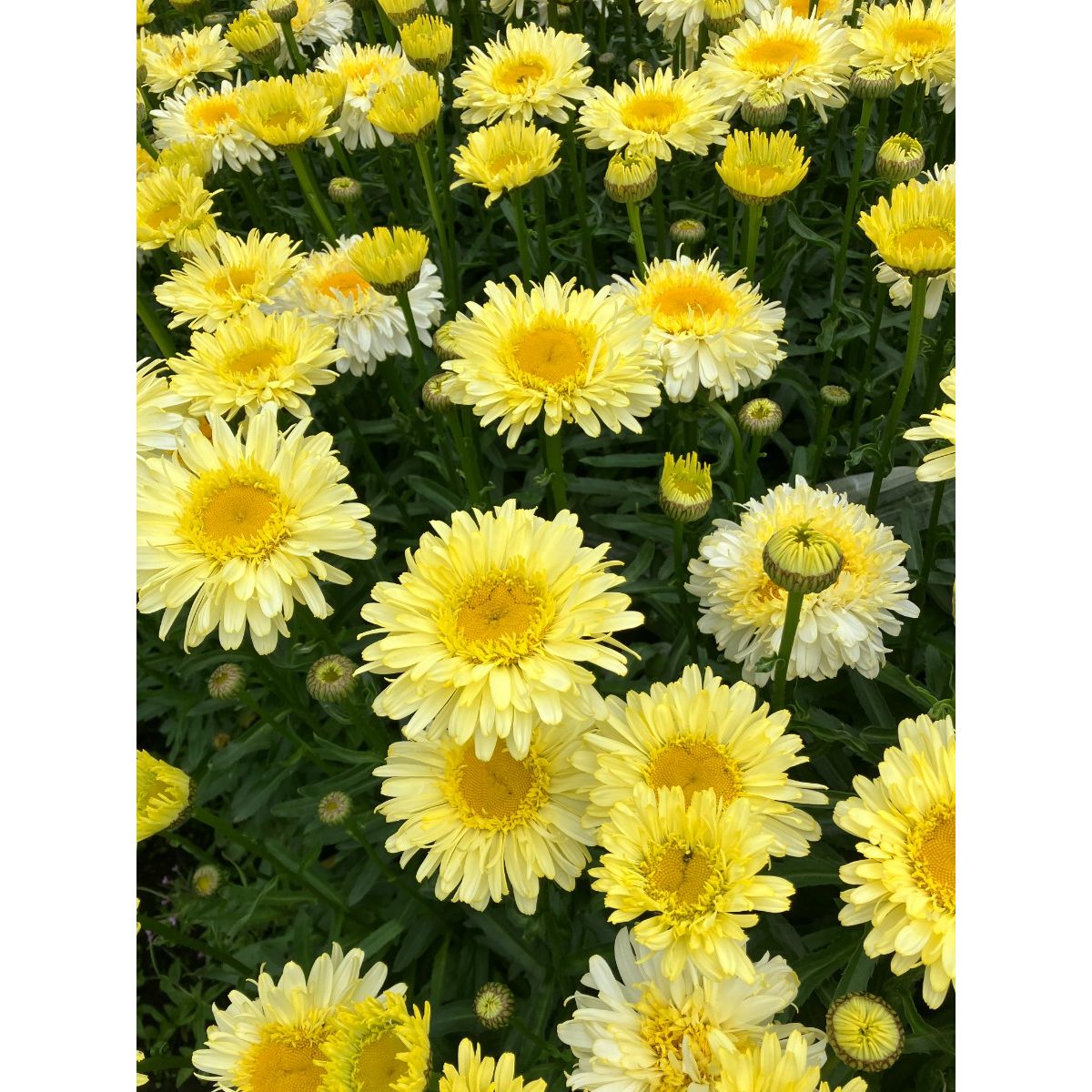 Leucanthemum Real Charmer - Large Plant