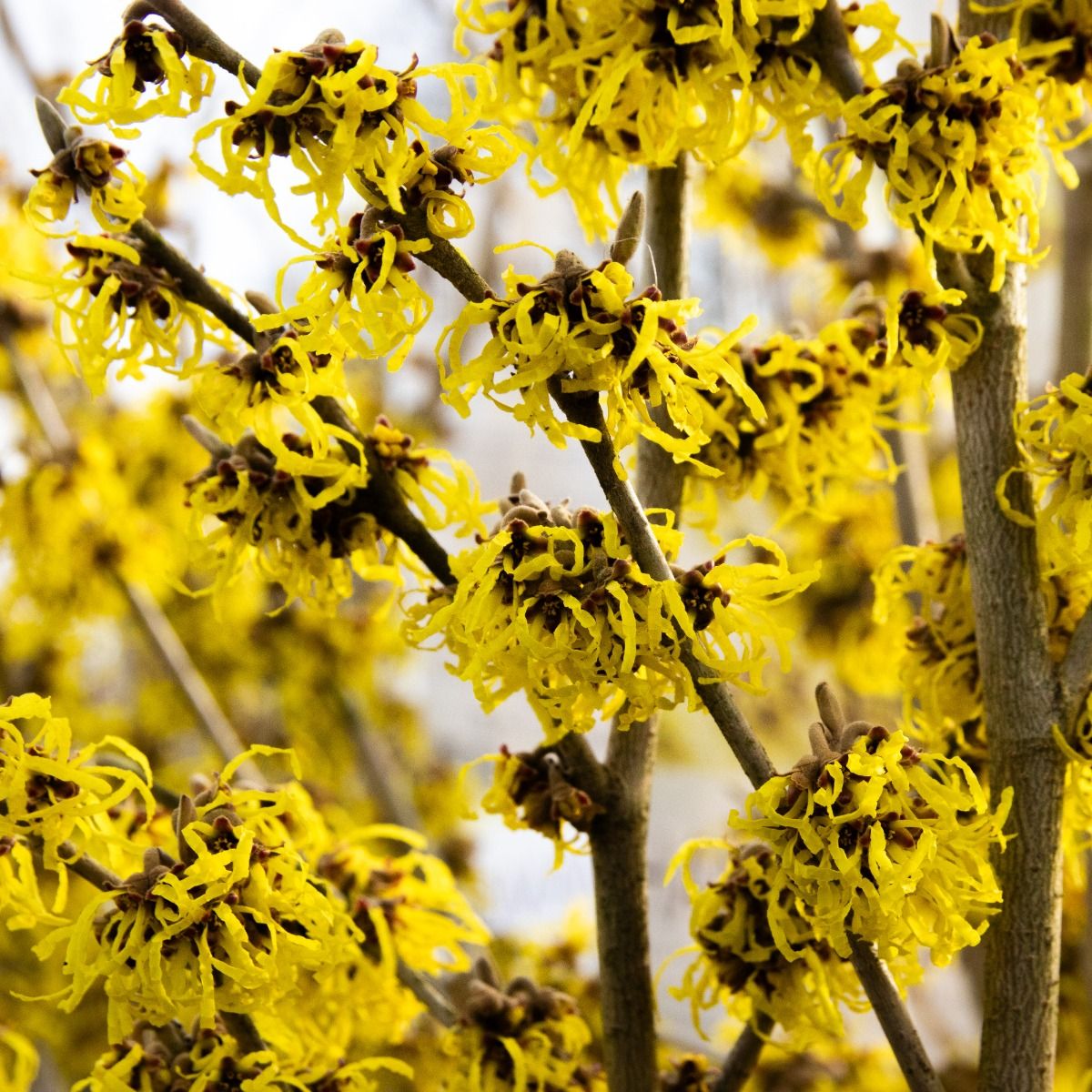 Hamamelis Arnold Promise Golden Flowered Witch Hazel