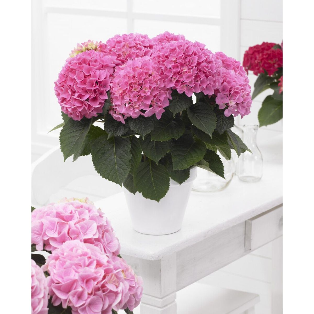 Blooming Indoor Rose Pink Hydrangea