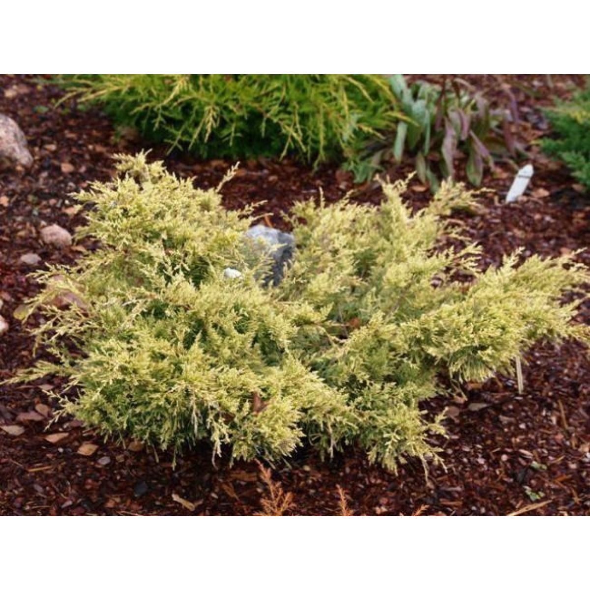 Juniperus × pfitzeriana 'Sulphur Spray'