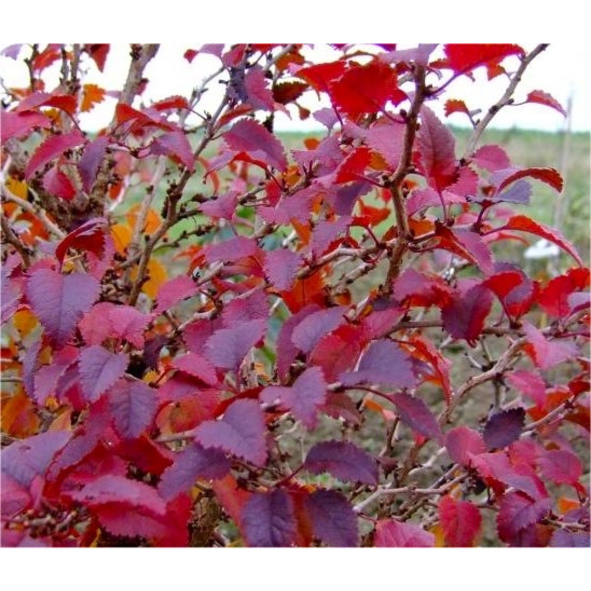 Prunus incisa  Kojo-No-Mai - Standard Fuji Cherry Tree