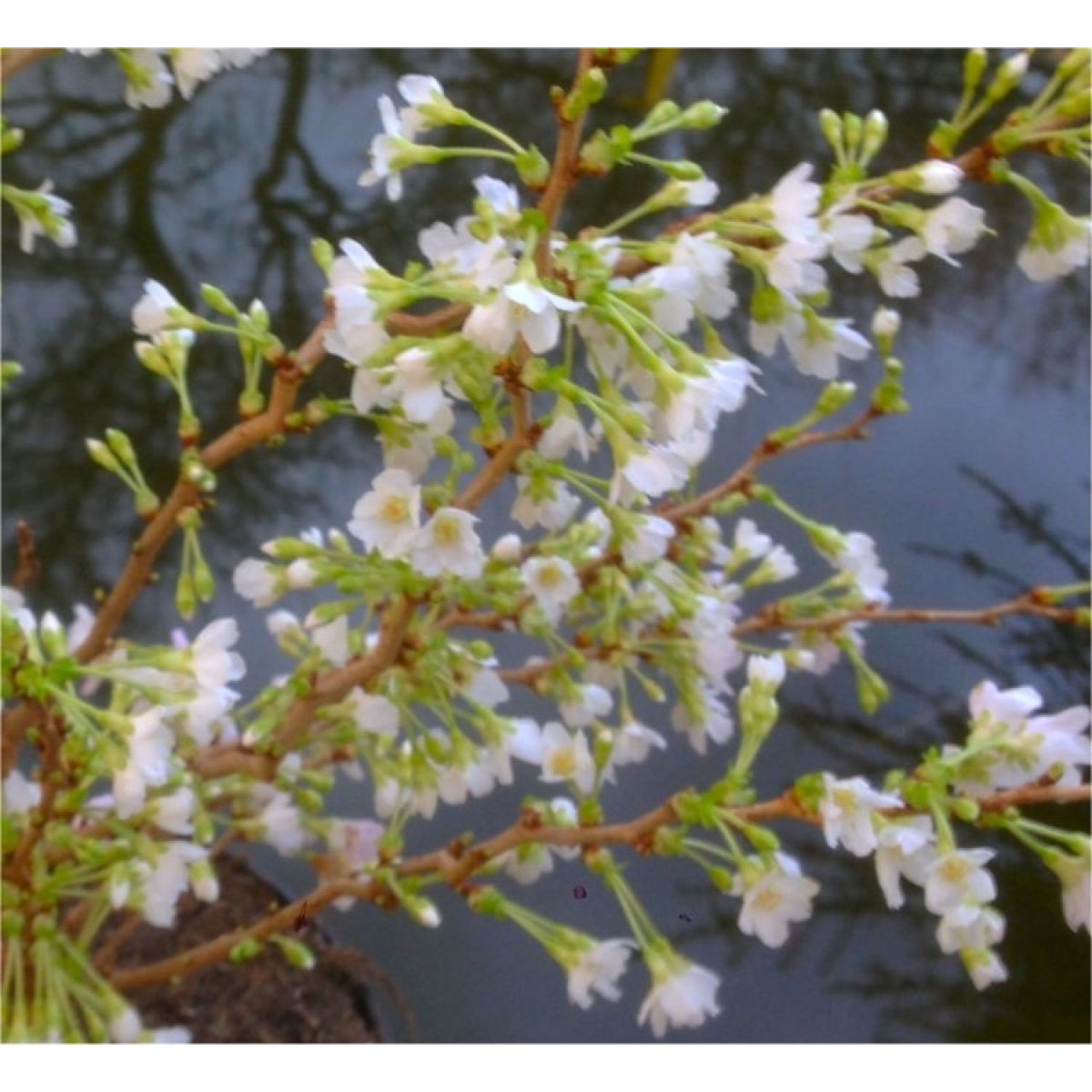 Prunus incisa  Kojo-No-Mai - Standard Fuji Cherry Tree