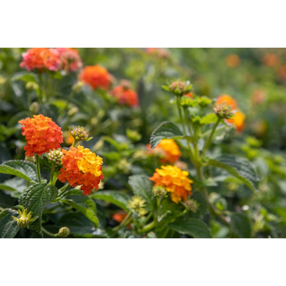 Patio Standard Lantana Salmon