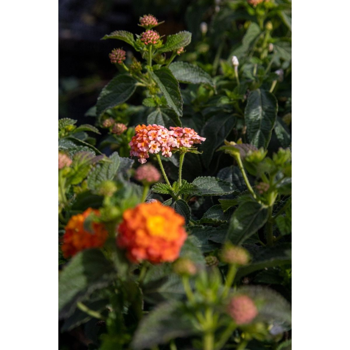 Patio Standard Lantana Salmon