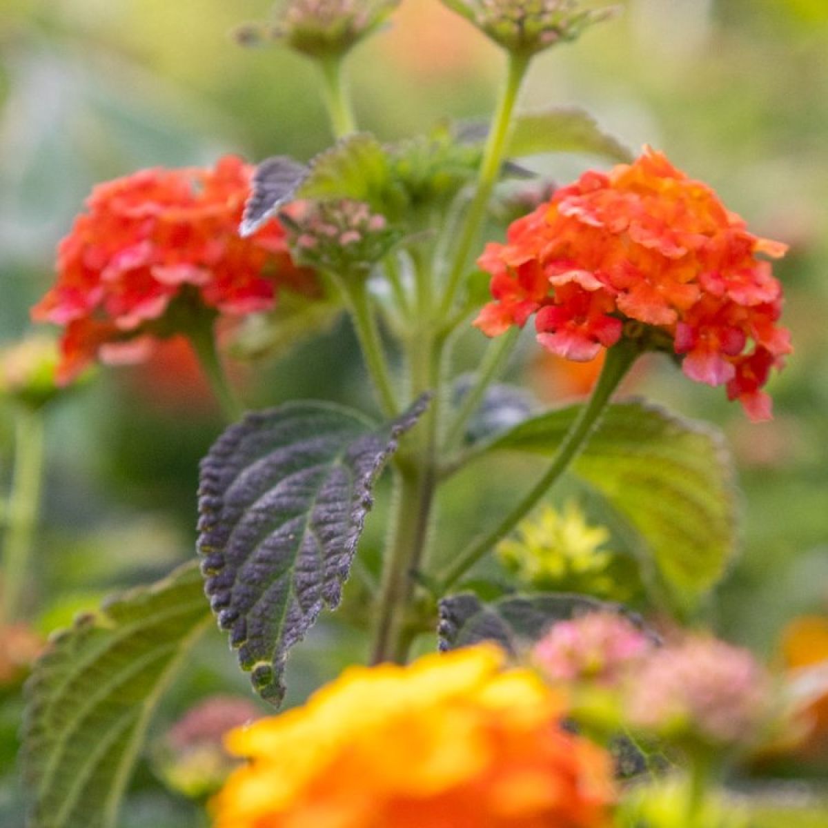 Patio Standard Lantana Salmon