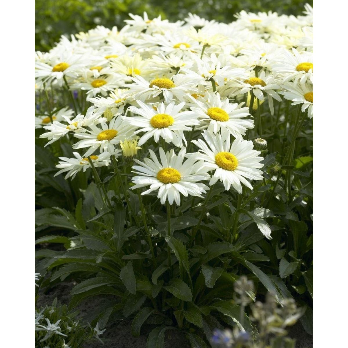 Leucanthemum Sunshine Mixture - Pack of TEN