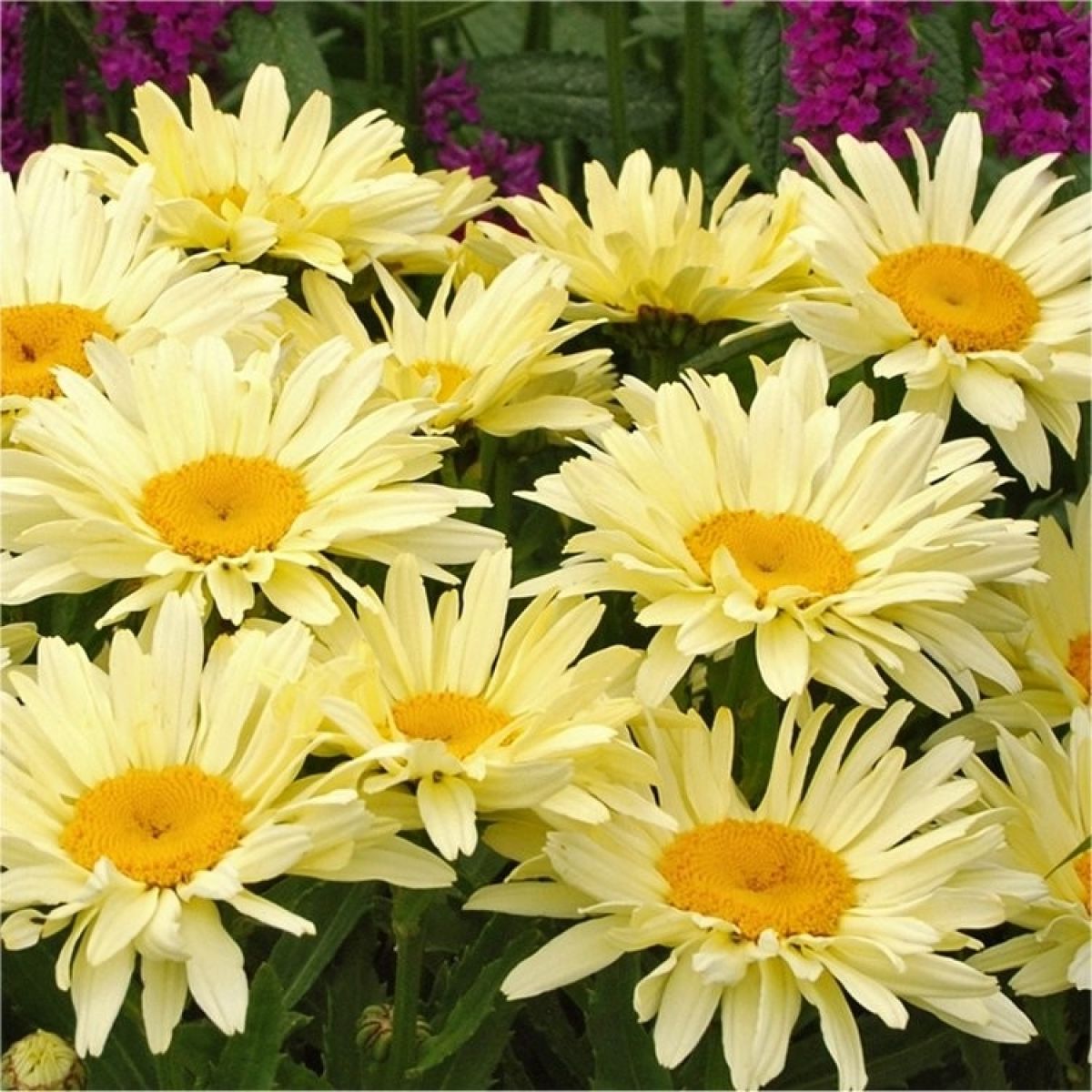 Leucanthemum Sunshine Mixture - Pack of TEN
