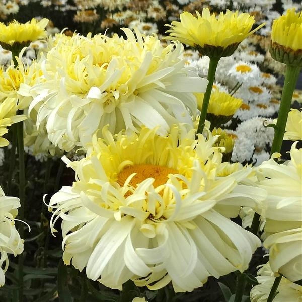 Leucanthemum Real Charmer - Large Plant