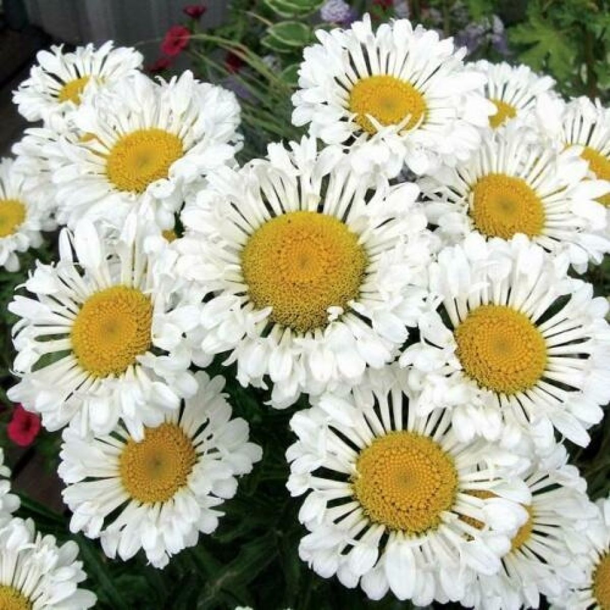 Leucathemum Real Neat - Shasta Daisy Chrysanthemum