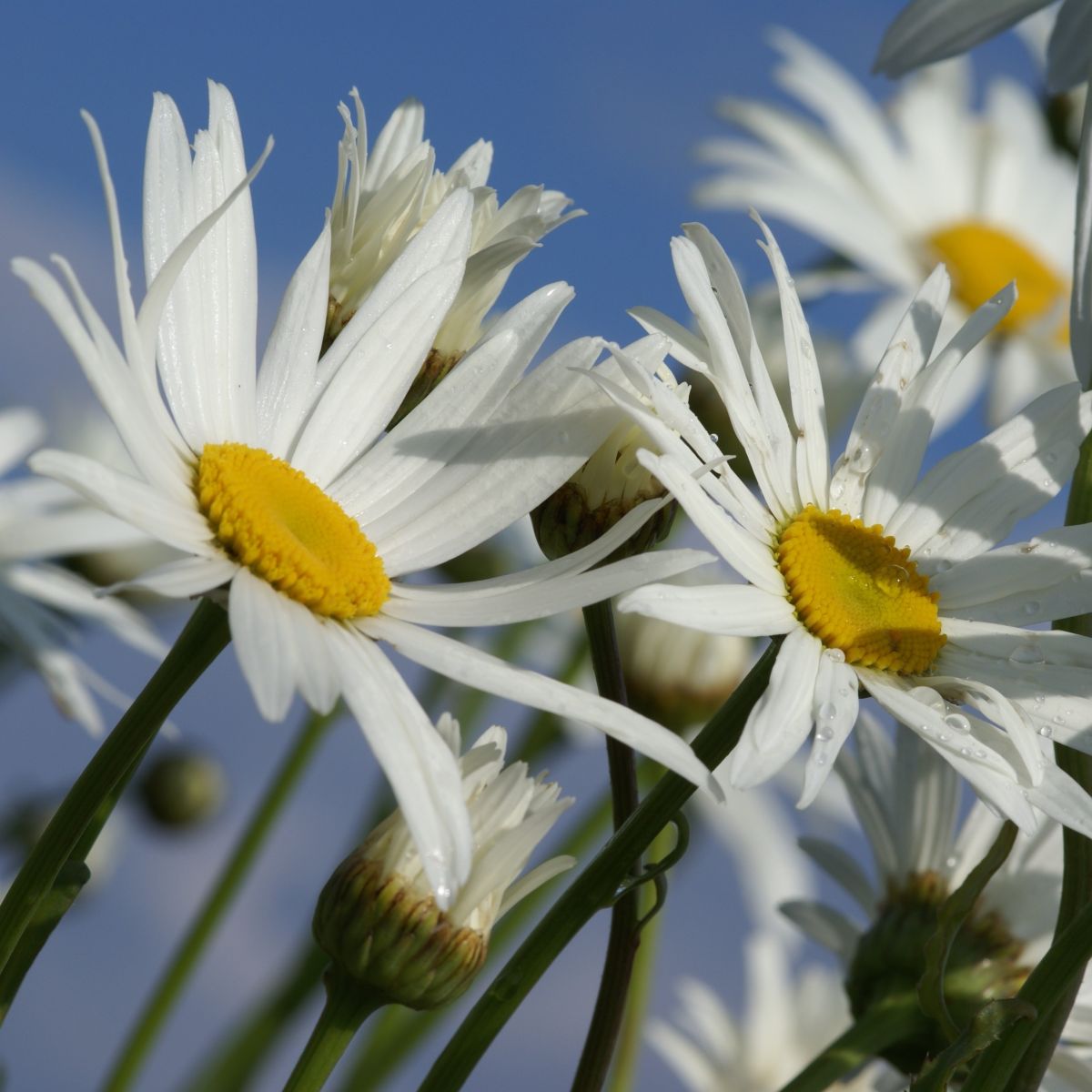 Leucanthemum Sunshine Mixture - Pack of TEN