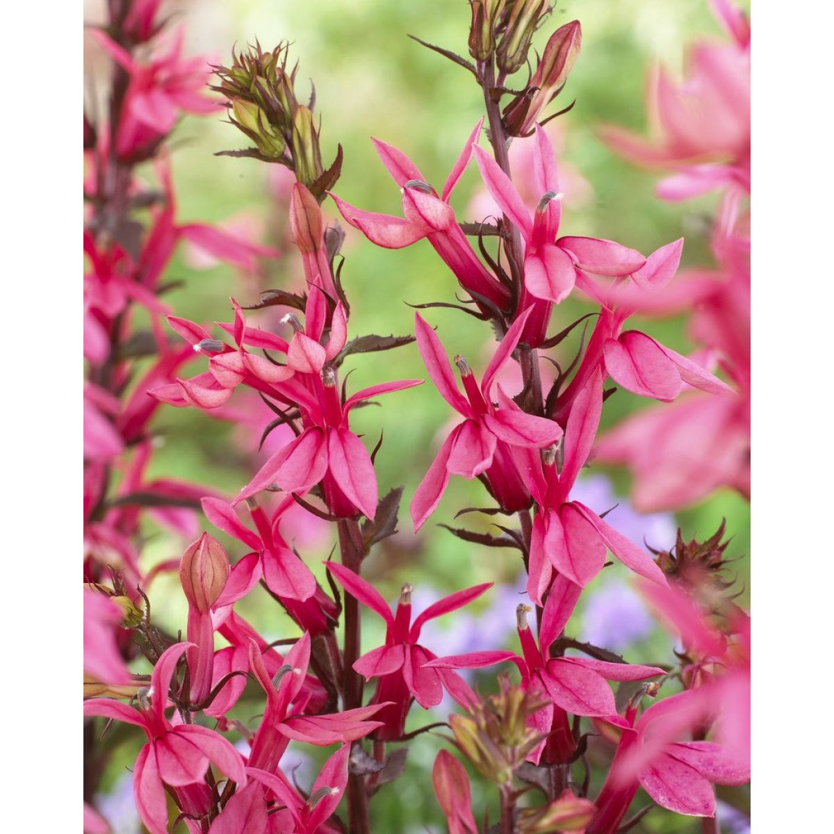 Lobelia speciosa Fan Salmon - Pack of THREE Plants