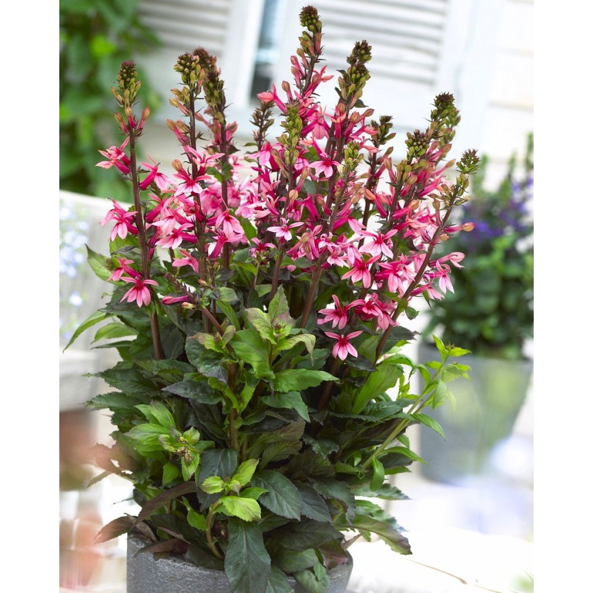 Lobelia speciosa Fan Salmon - Pack of THREE Plants