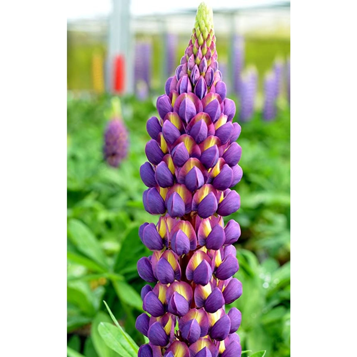 Lupinus West Country Lupins Magic Lantern