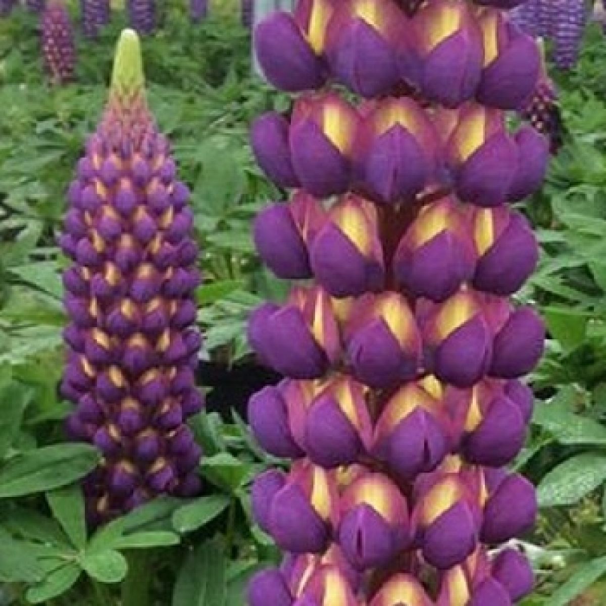 Lupinus West Country Lupins Magic Lantern main product photo
