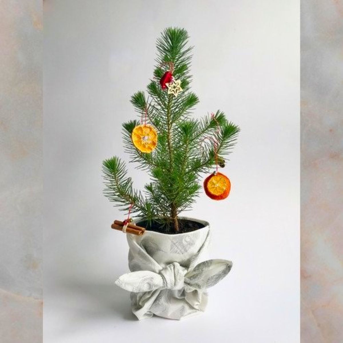 Mini Christmas Tree - Pinus pinea Silver Crest - Stone Pine - Young Tree