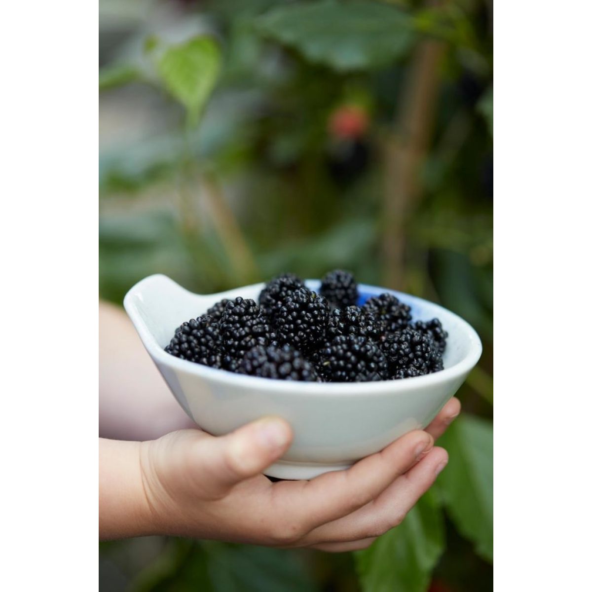 Black Mulberry Patio Tree - Morus rotundiloba Mojo Berry circa 100cms