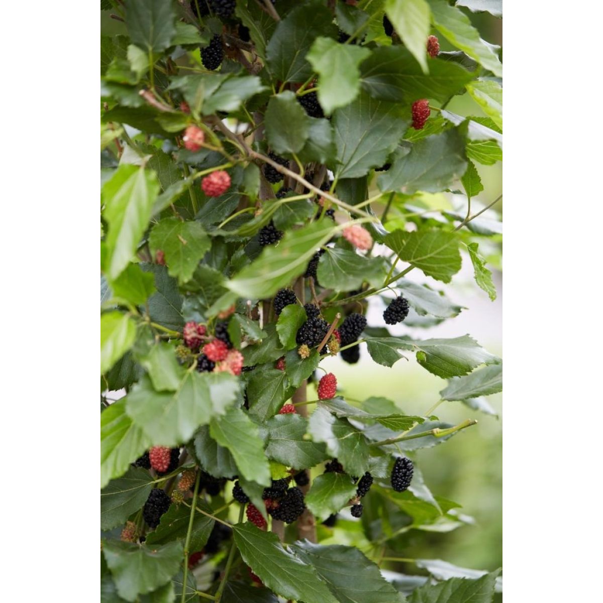 Black Mulberry Patio Tree - Morus rotundiloba Mojo Berry circa 100cms