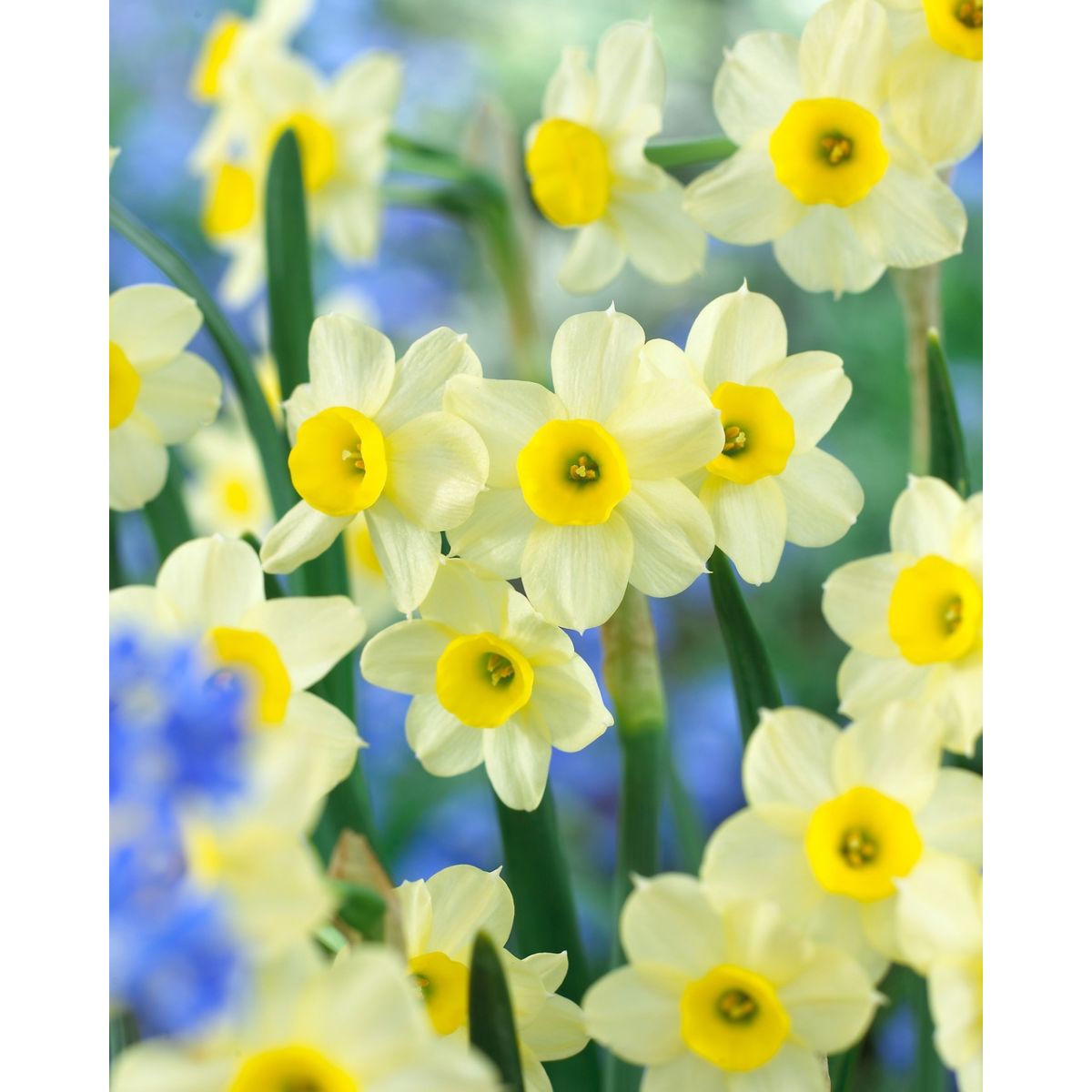 Narcissus Minnow - Pack of 40 Bulbs
