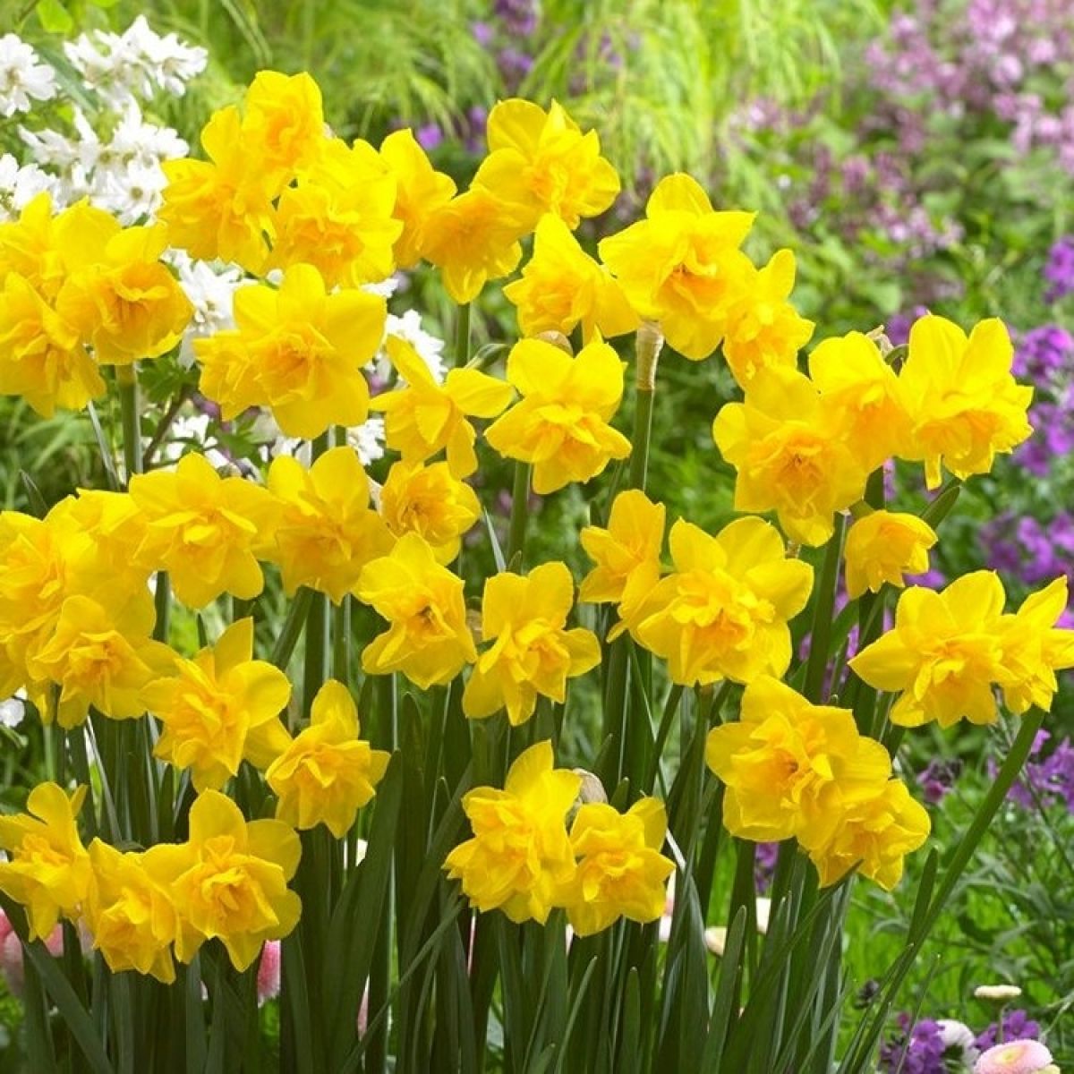 Daffodil - Narcissus Golden Delicious - Double