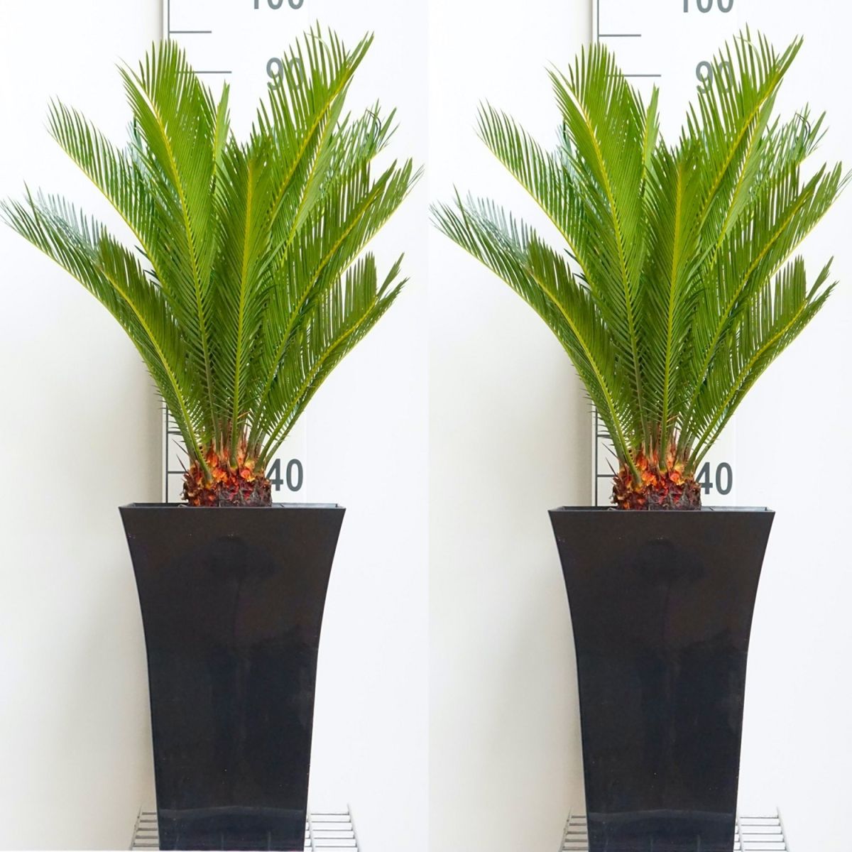 Pair of King Sago Palm Trees - Cycad - Cycas revoluta 50-60cm with Fluted Black Planters