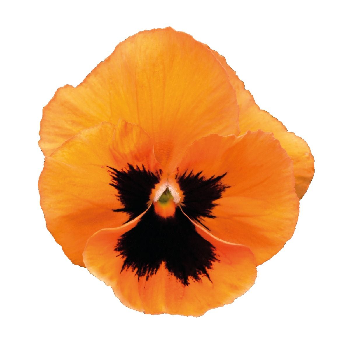 Pansy Orange Blotch - in Bud and Bloom