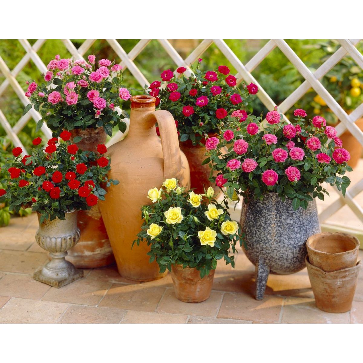 Litton Roses Old English Roses Retailers Rosa 'Thomas A. Beckett' (Auswinston)