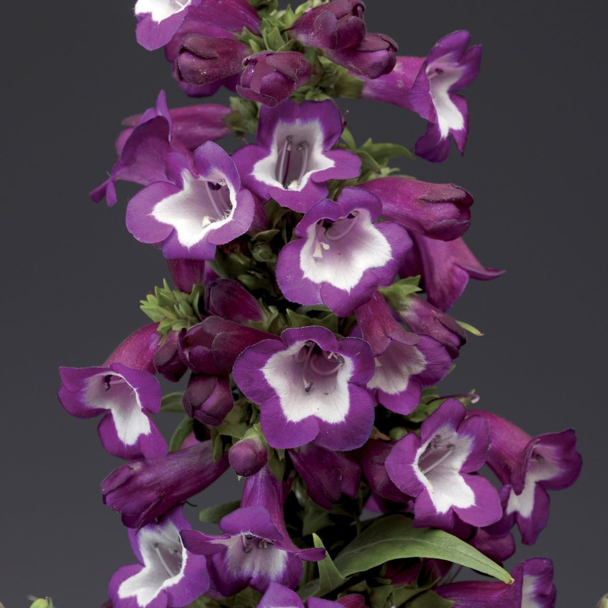Penstemon Phoenix Violet