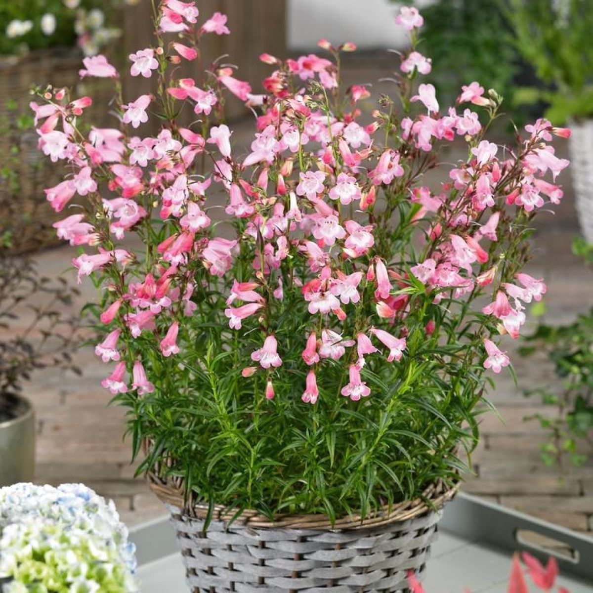 Penstemon Apple Blossom Penstemon Apple Blossom