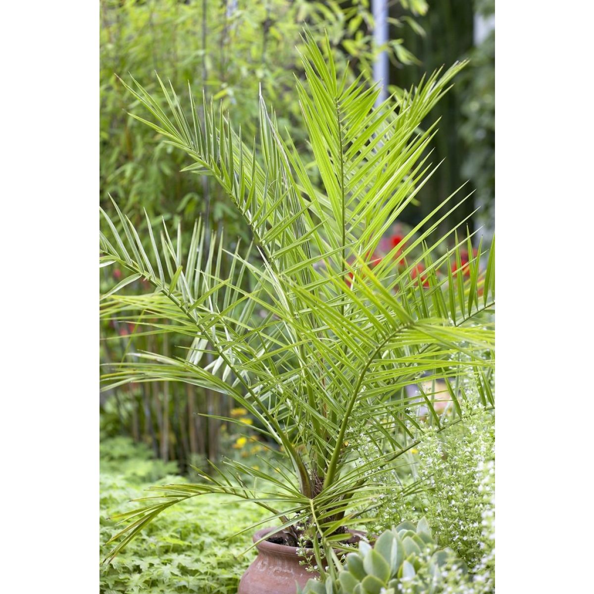 Pair of 3-4ft  Canary Island Phoenix Date Palms - Perfect for Patio Planters
