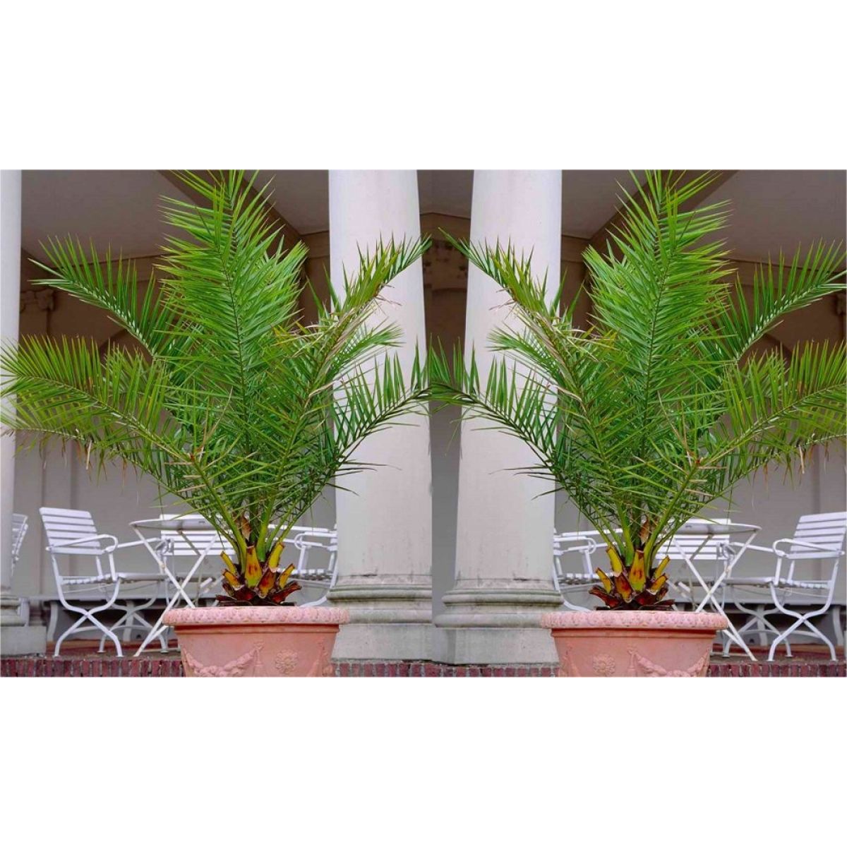 Pair of 3-4ft  Canary Island Phoenix Date Palms - Perfect for Patio Planters