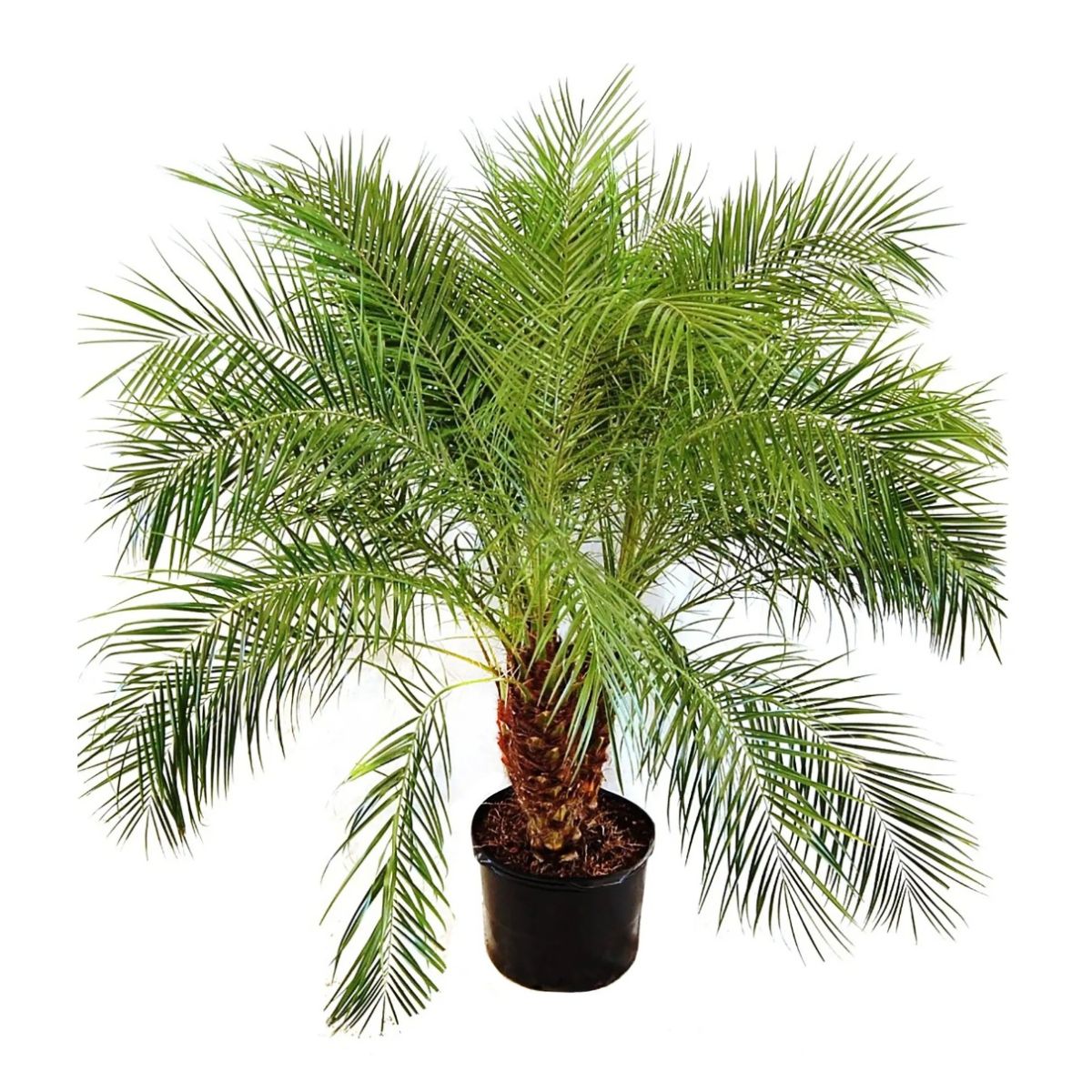 Date Palm Phoenix roebelenii Pygmy Date Palm circa 90 120cm Multi Stem