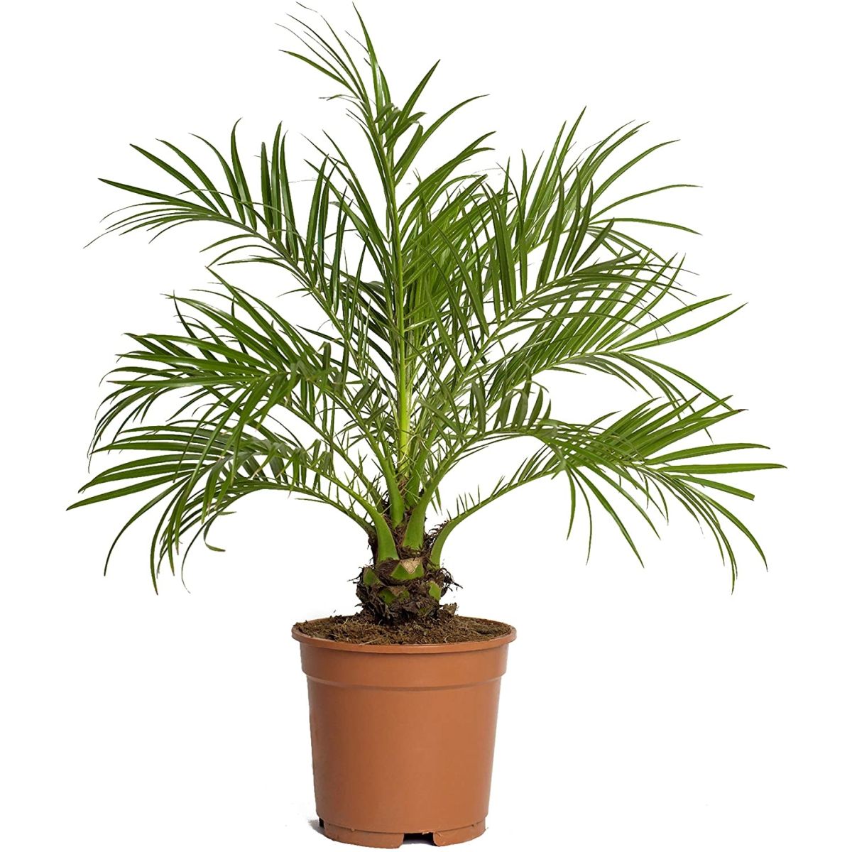 Pygmy palm discount