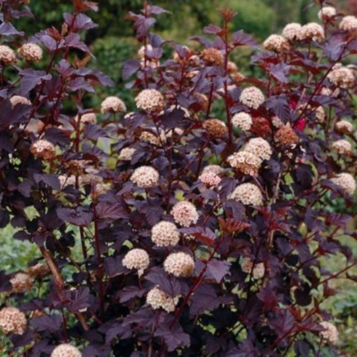 Physocarpus opulifolius Diabolo - Diablo Ninebark