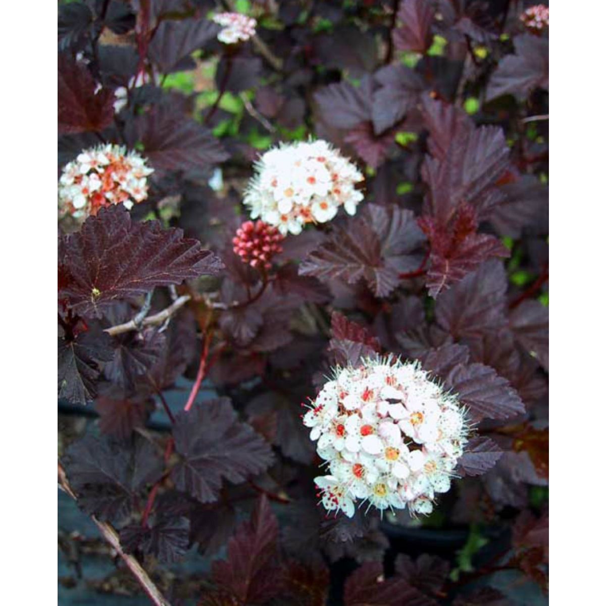Physocarpus opulifolius Diabolo - Diablo Ninebark