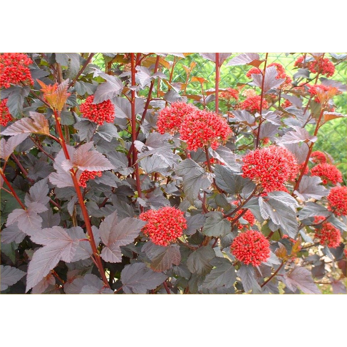 Physocarpus opulifolius Diabolo - Diablo Ninebark