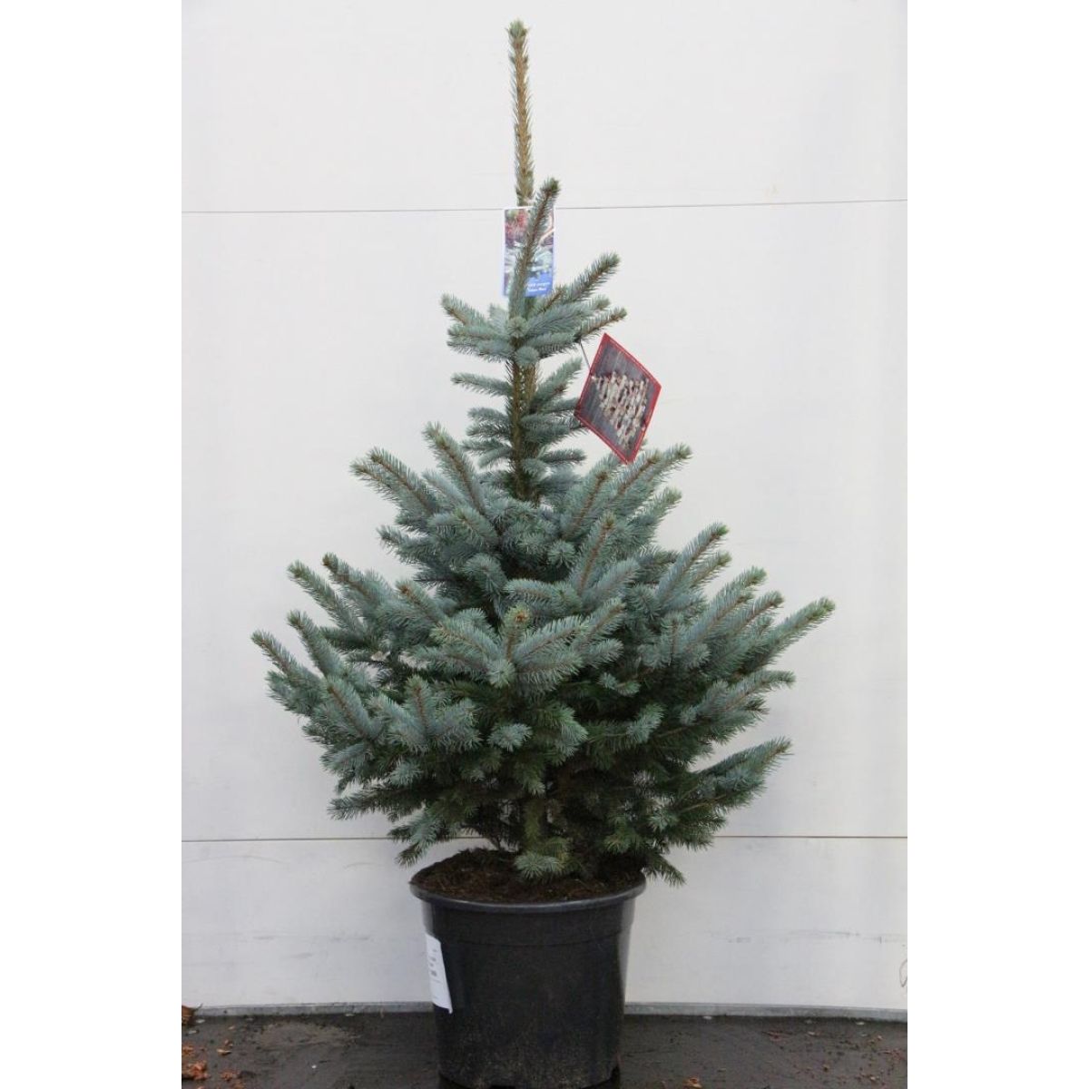 Luxury Fresh Christmas Tree (Picea pungens glauca) - Large 90-110cm BLUE SPRUCE - FOR IMMEDIATE DISPATCH