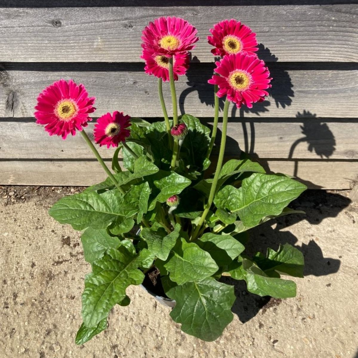 Pink Gerbera Garvinea Sweet Spice - Beautiful Hardy Gerbera with Giant Daisy Flowers