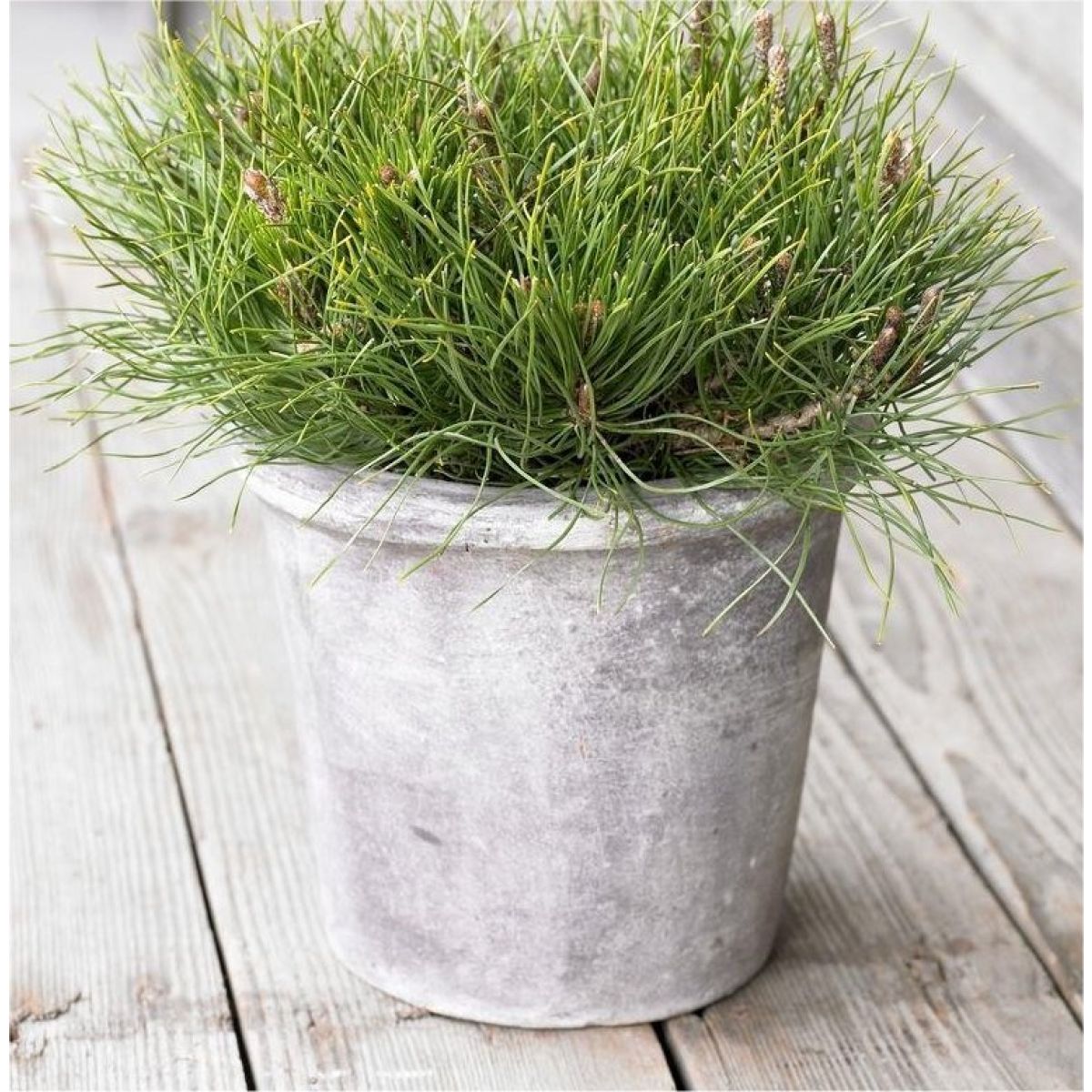 Pinus Mugo mughus main image 1