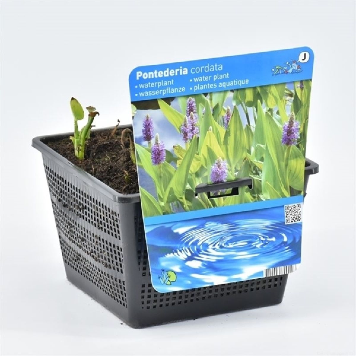 Pontederia cordata - Pickerel weed