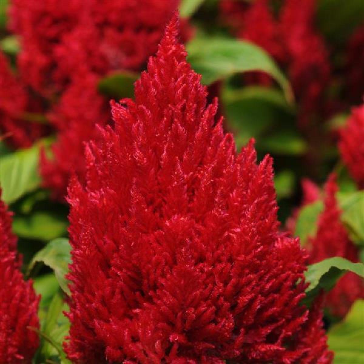 Celosia First Flame Red