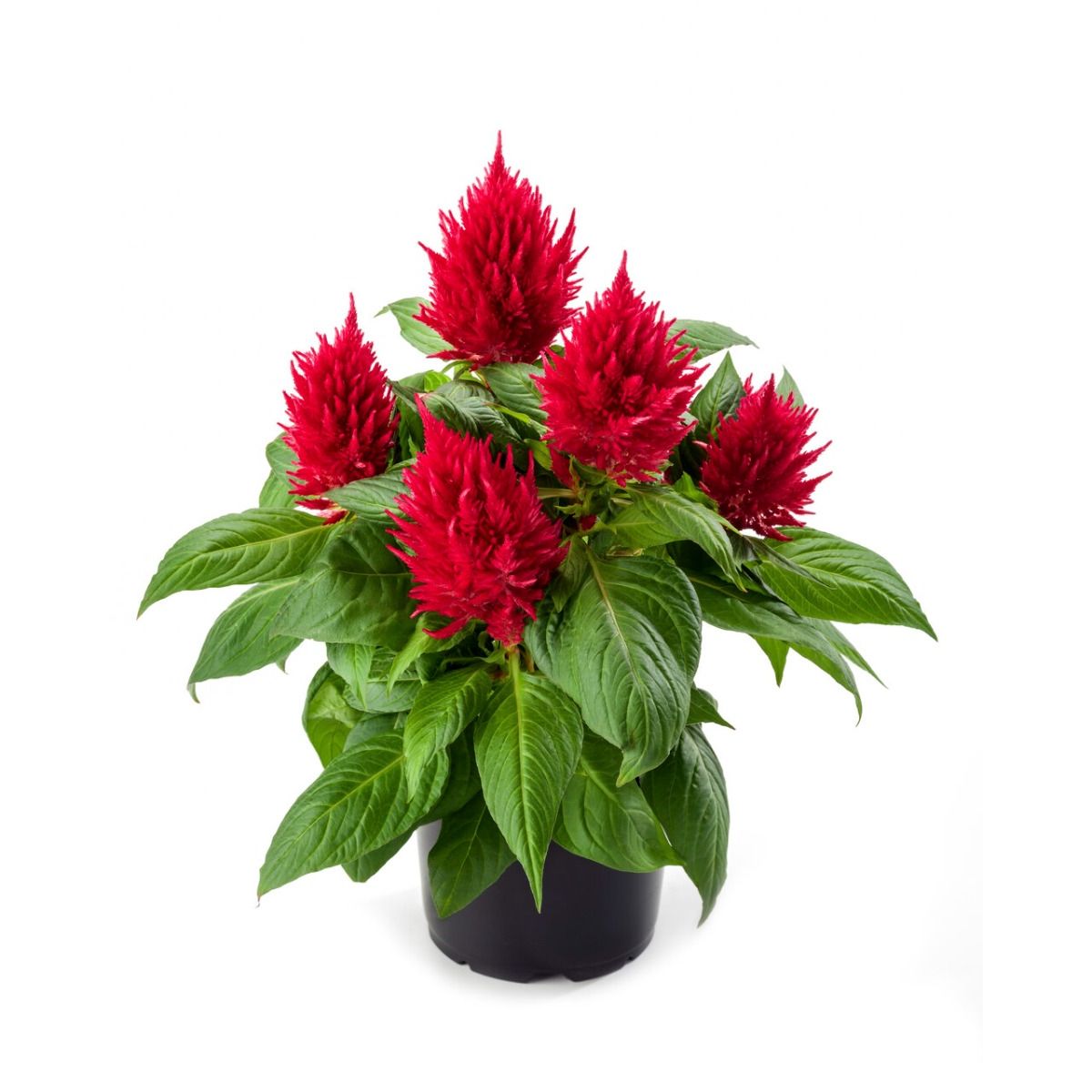 Celosia First Flame Red