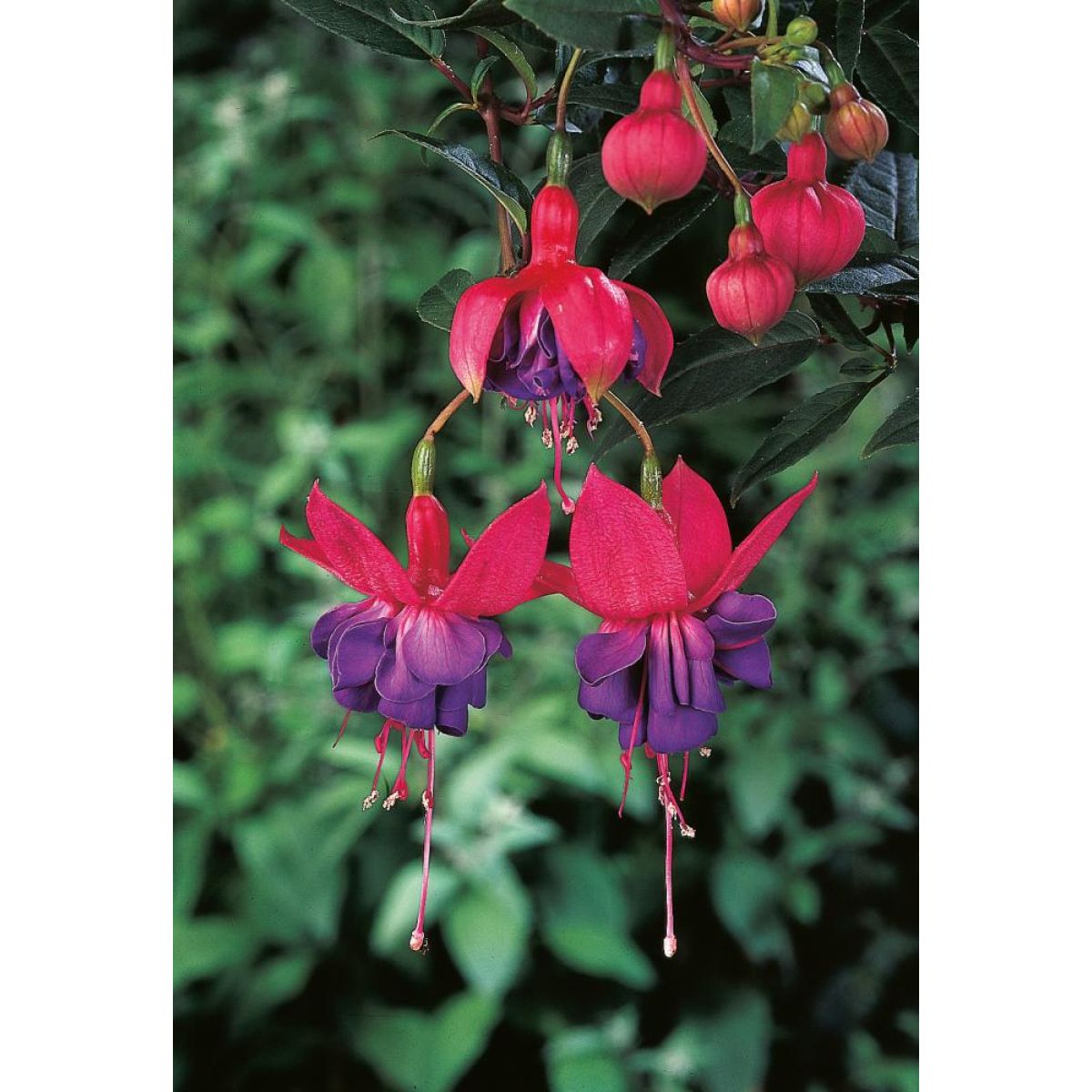 Fuchsia Winston Churchill fuchsia-winston-churchill