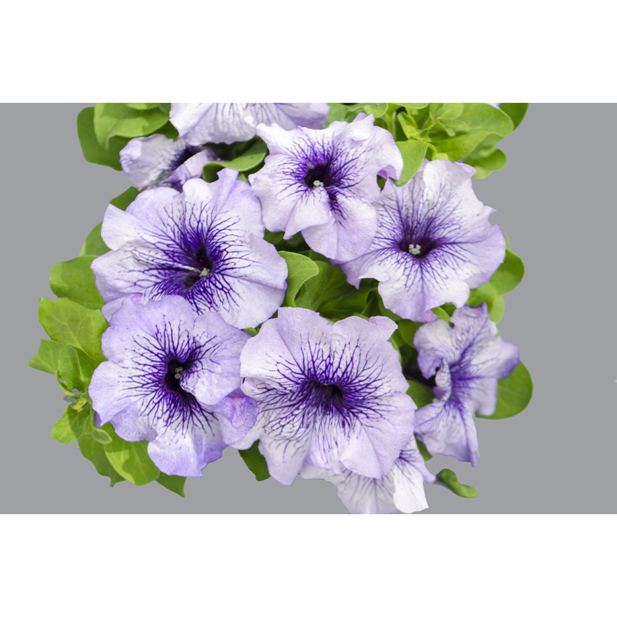 Petunia - Blue Vein
