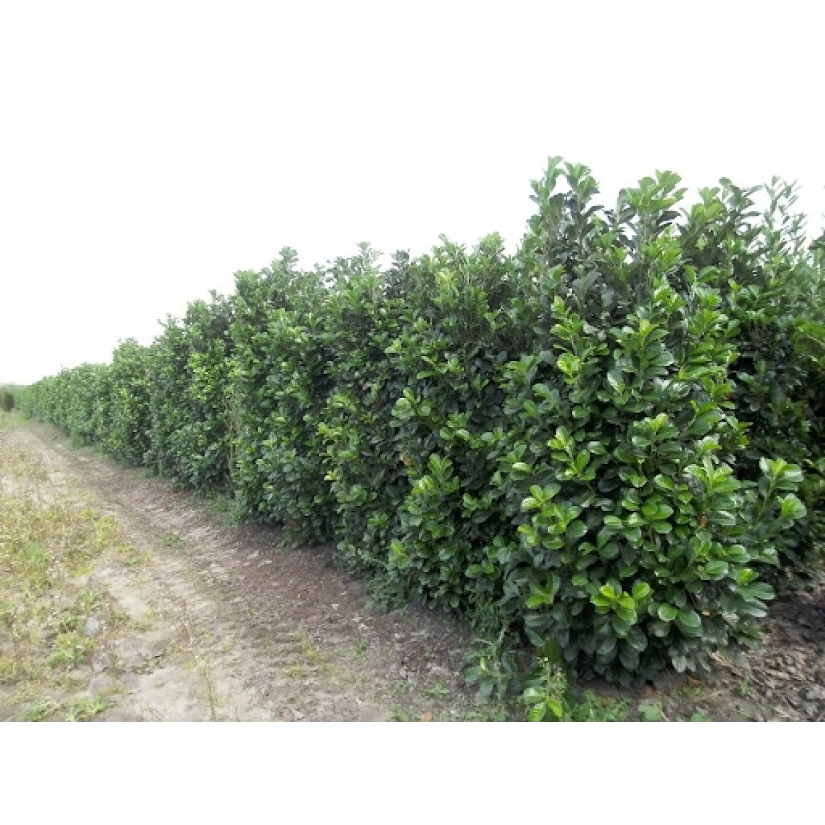 Laurel Hedging - Prunus laurocerasus ETNA Hedging Laurels - circa 100-120cms