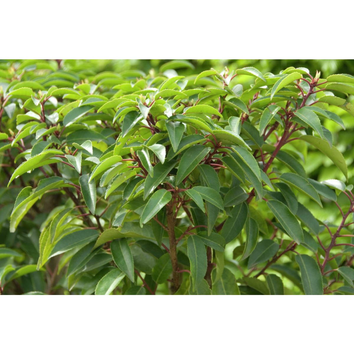 Prunus lusitanica - Evergreen Portuguese Laurel Hedging - Large 150-180cm Plants