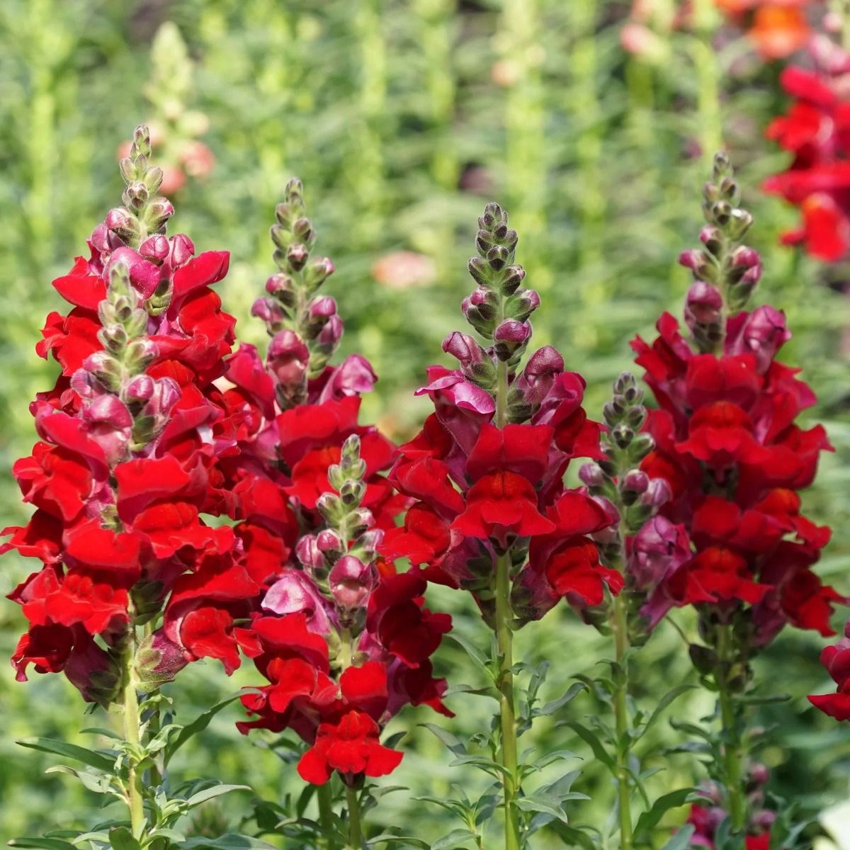 Snapdragon - Antirrhinum Liberty Red