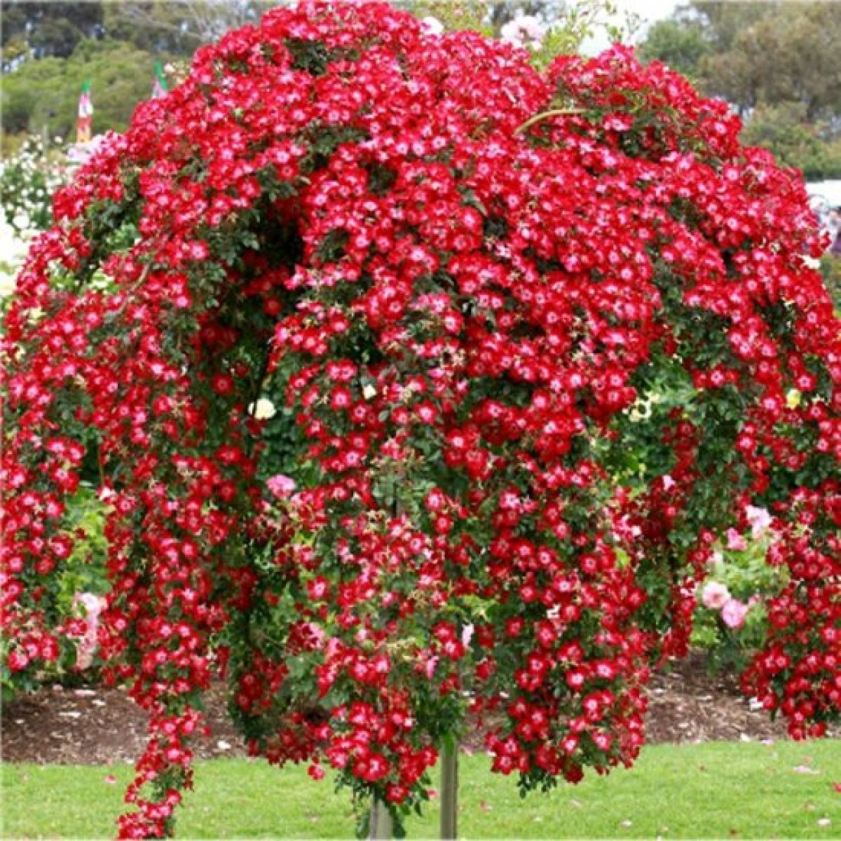 Pink Weeping Roses Scarlet Letter Rose Bush