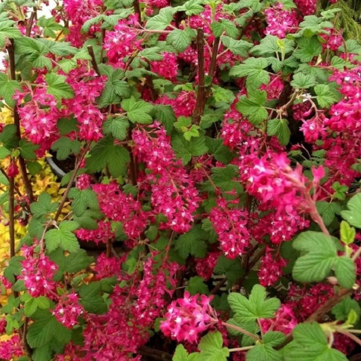 Flowering Currant (Ribes sanguineum) 12 Ribes sanguineum King Edward VII - Flowering Currant Shrub