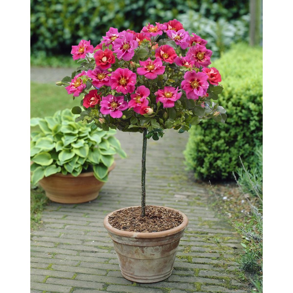 Pair of Standard Rose Trees - Babylon Eyes Bravo Queen